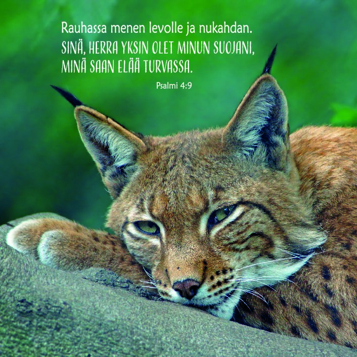 Ilves